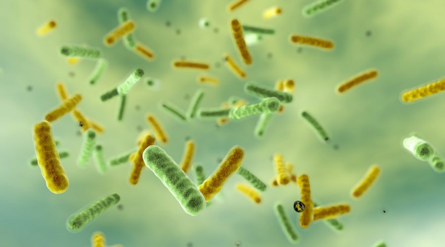 Tarmens mikrober – nyckeln till vår hälsa?